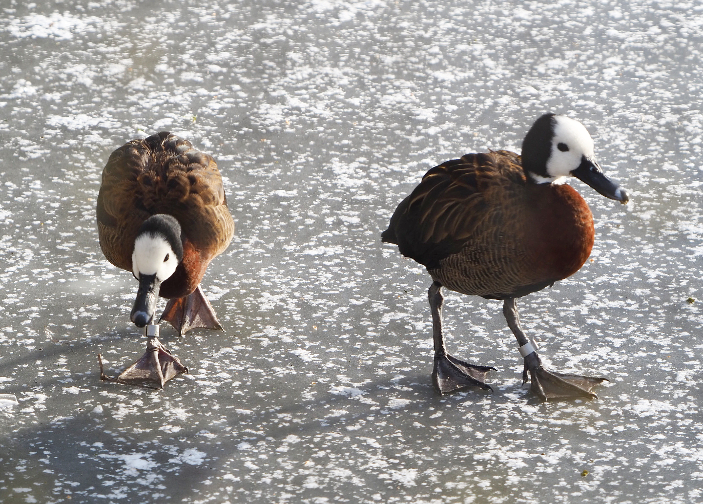 White-faced whistling ducks (Dendrocygna viduata) on the ice, 2021-02-14