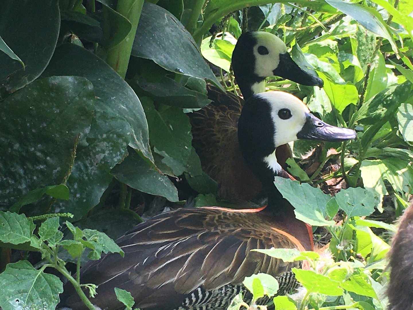 White-Faced Whistling Ducks (Dendrocygna viduata)