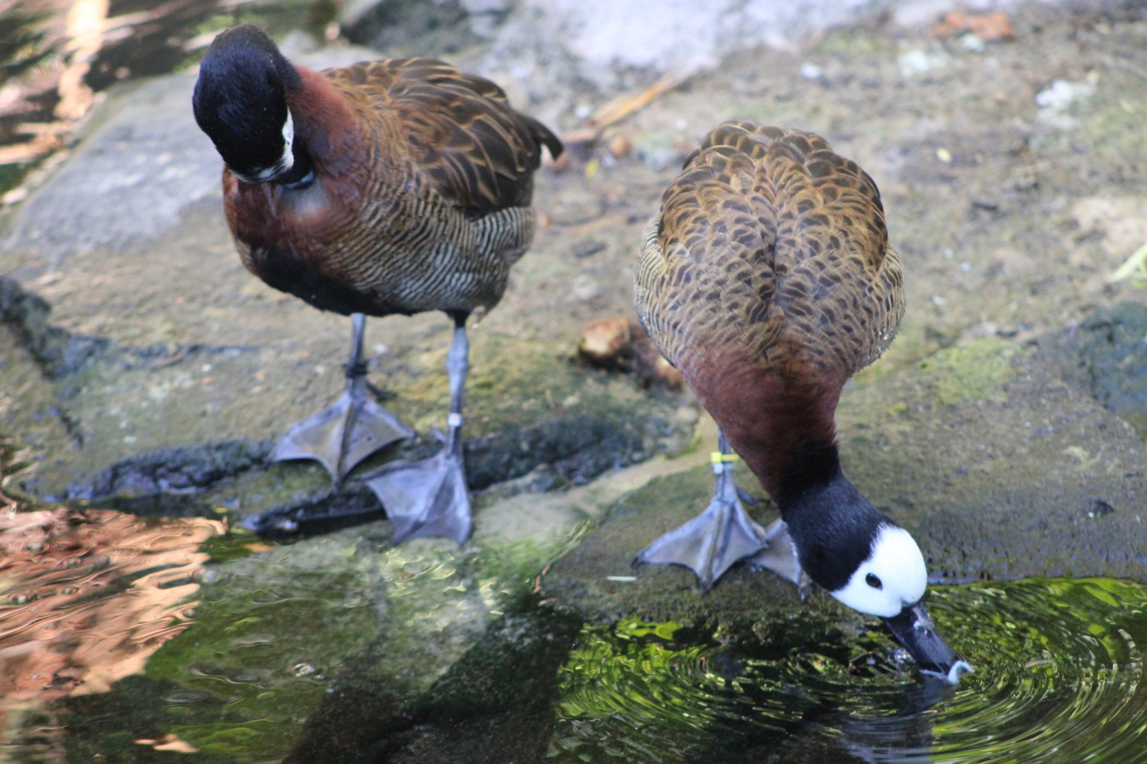 White-Faced Whistling Ducks (Dendrocygna viduata)