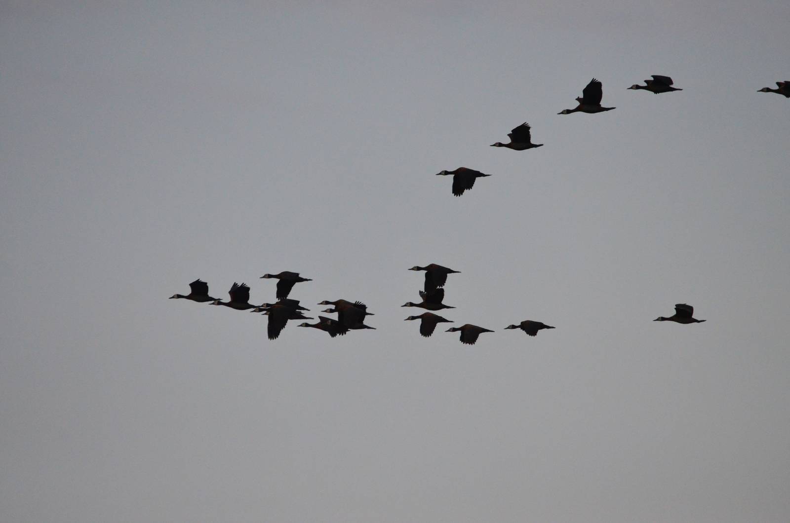 White-faced Whistling Ducks, Khwai Community Area, Botswana, 24/04/16