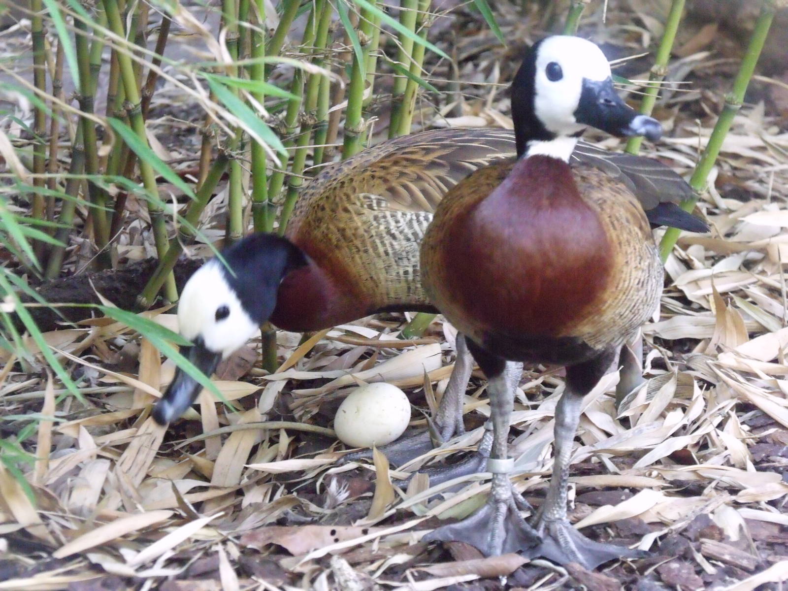 White faced whistling ducks with egg !