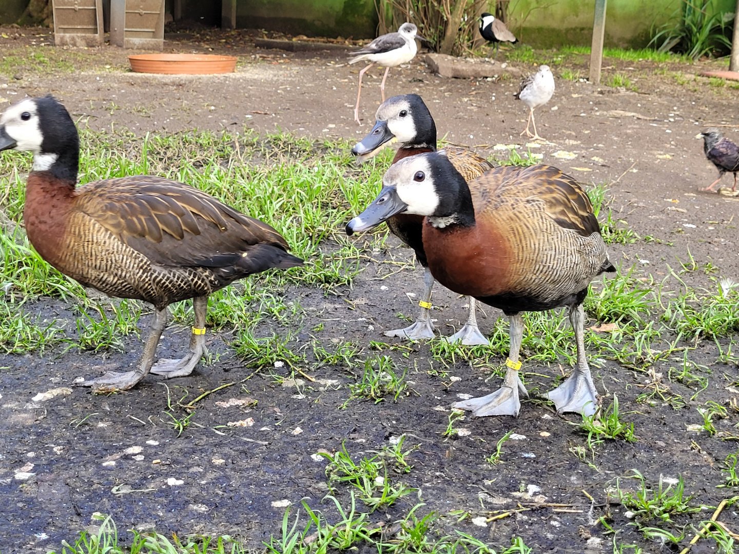 White-faced whistling ducks -Zoo de Santillana del Mar (2023)