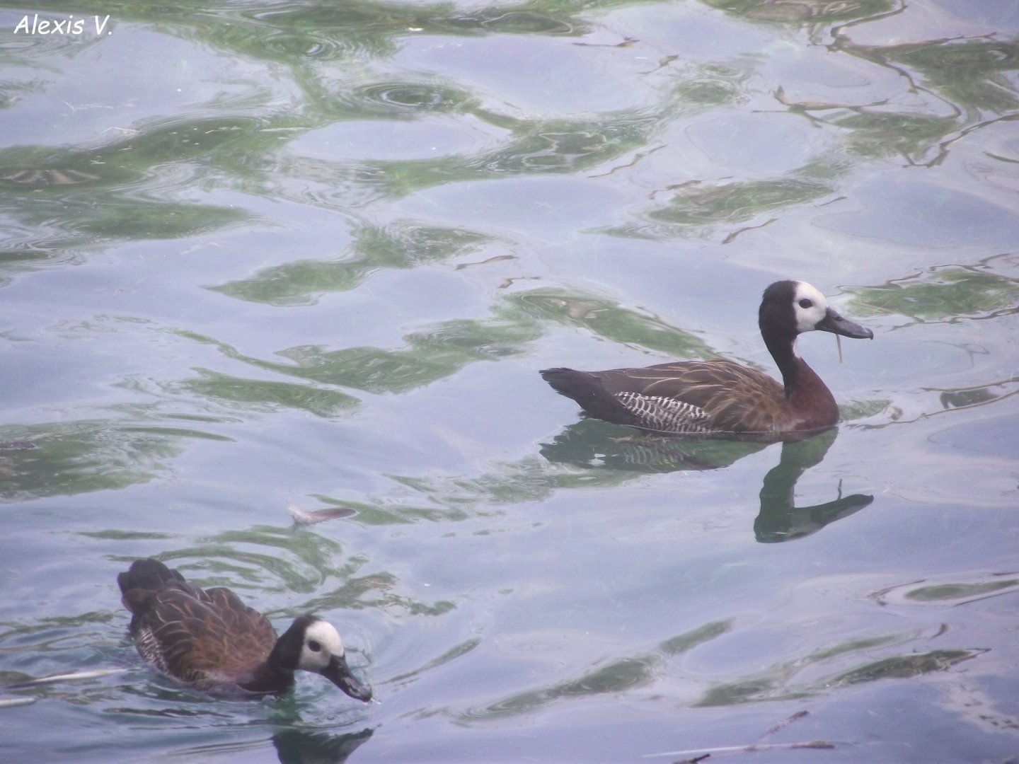 White-faced Whistling Ducks - Zooparc de Beauval - 08/2019