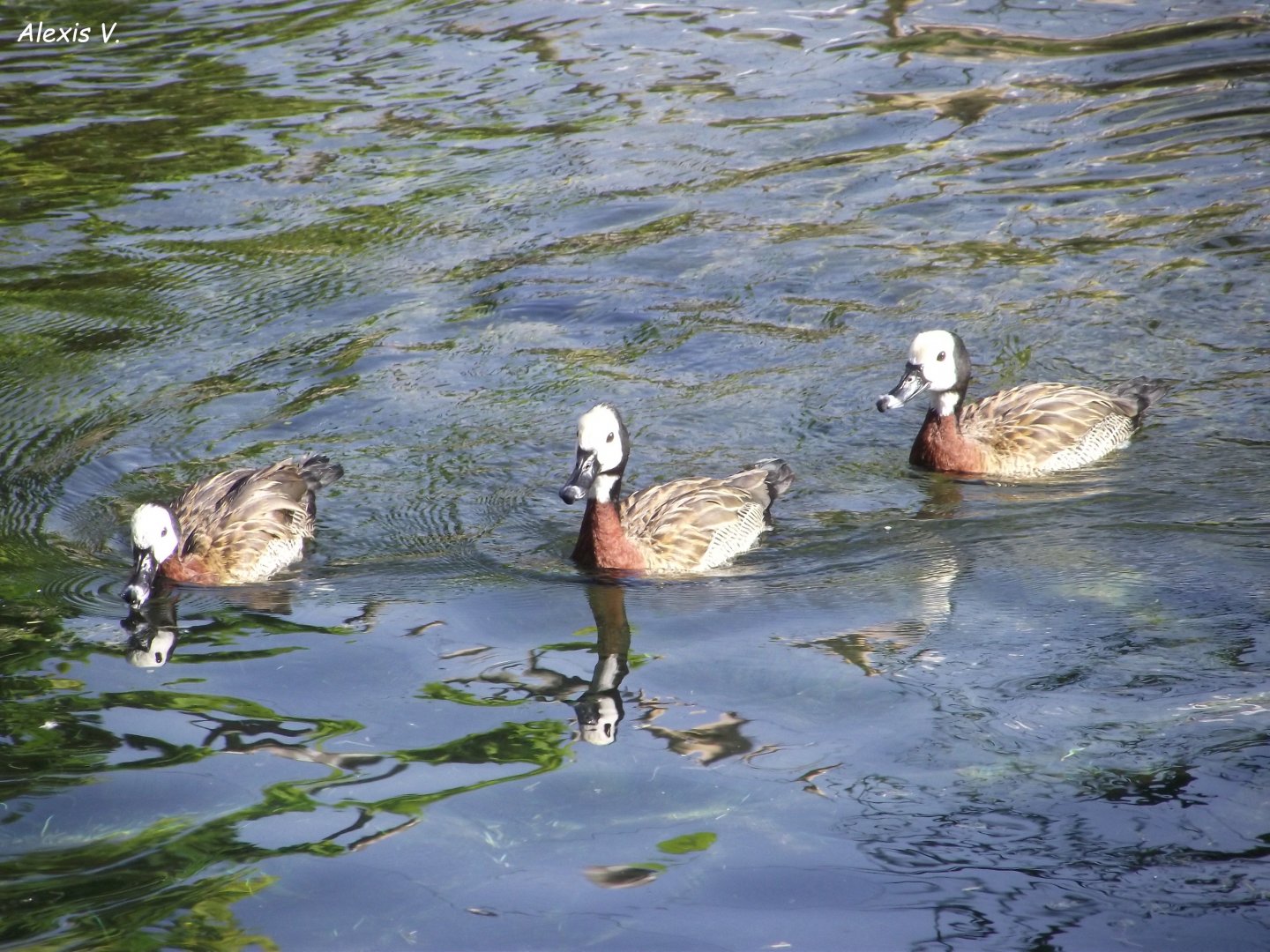 White-faced Whistling Ducks - Zooparc de Beauval - 08/2021