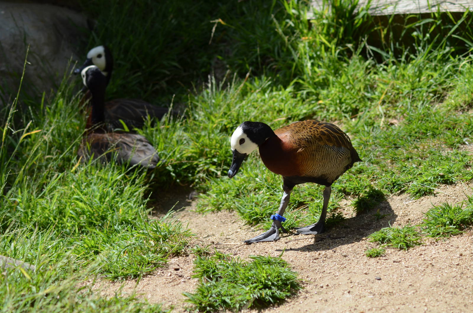 White-faced Whistling Ducks