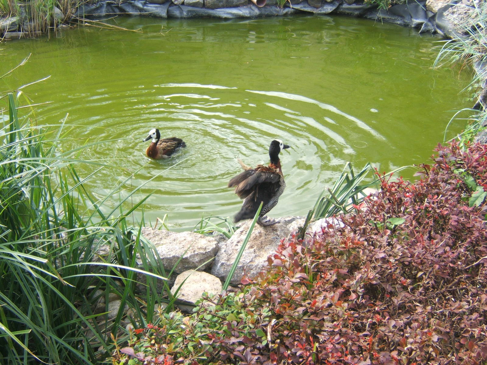 White-faced Whistling Ducks