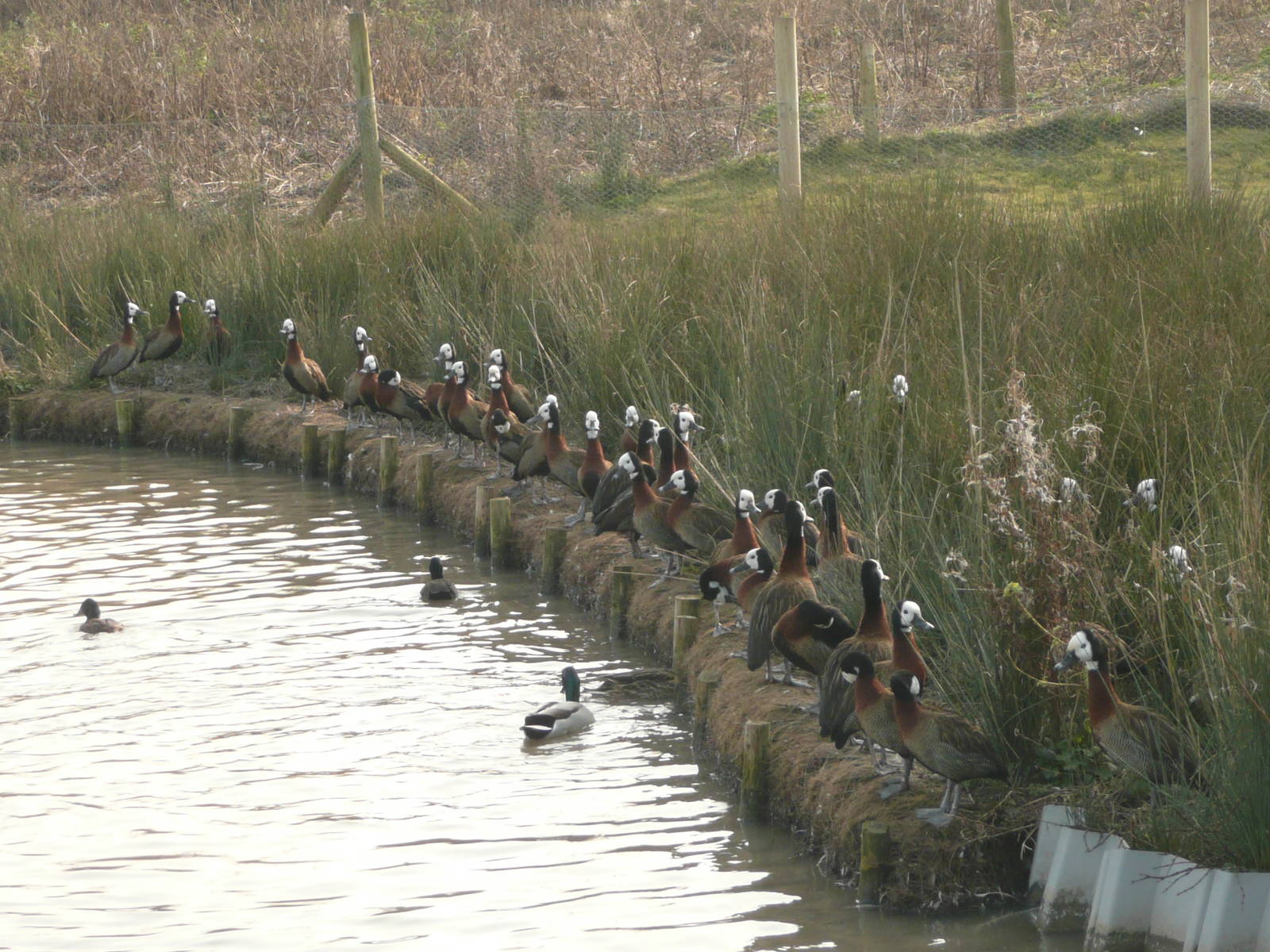 White-faced whistling ducks