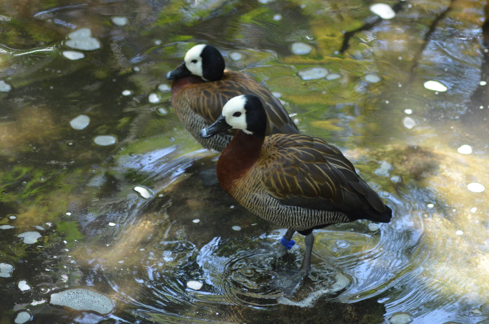 White-faced Whistling Ducks
