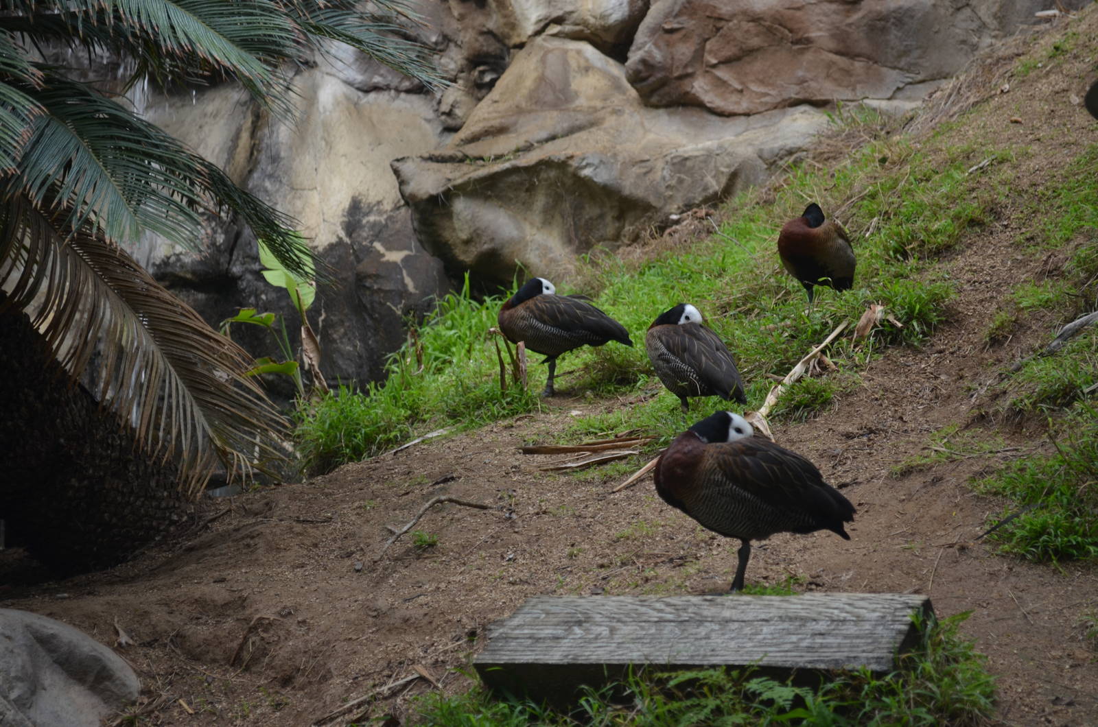White-faced Whistling Ducks