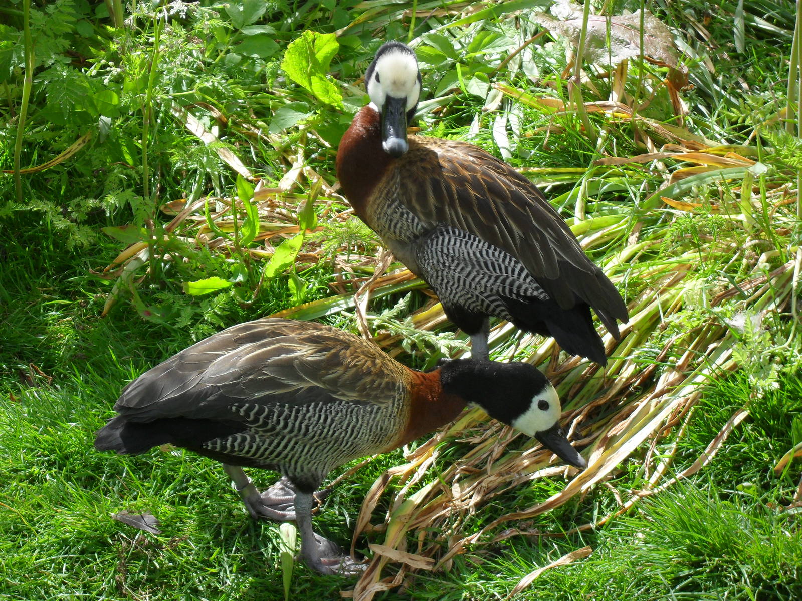 White-faced Whistling Ducks