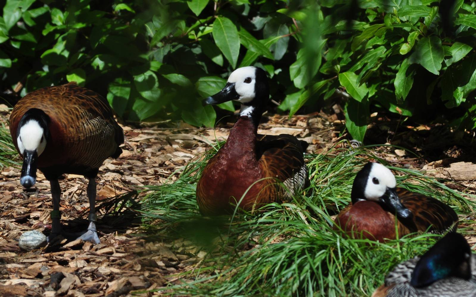 White-faced Whistling Ducks