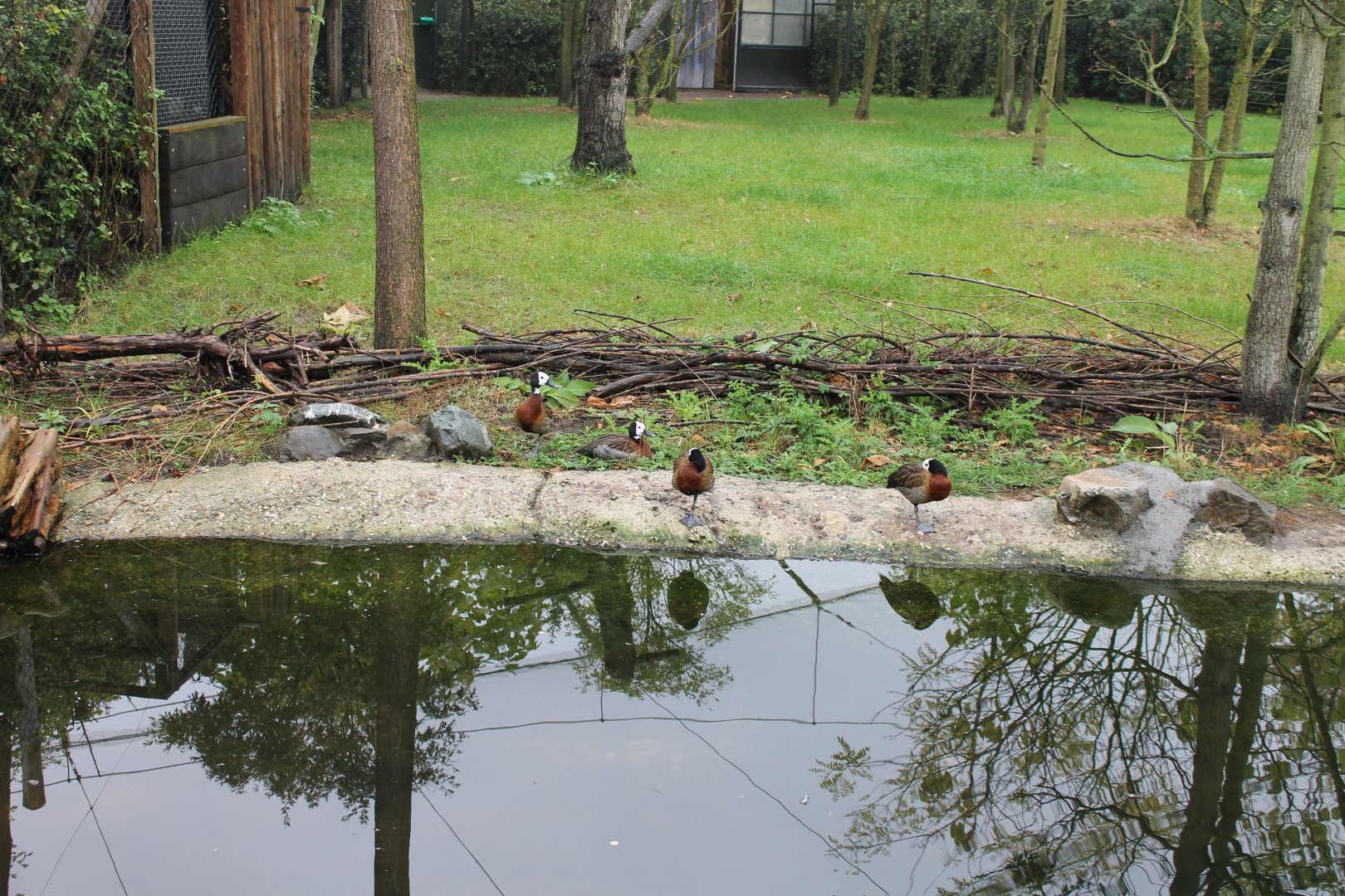 White-faced whistling ducks