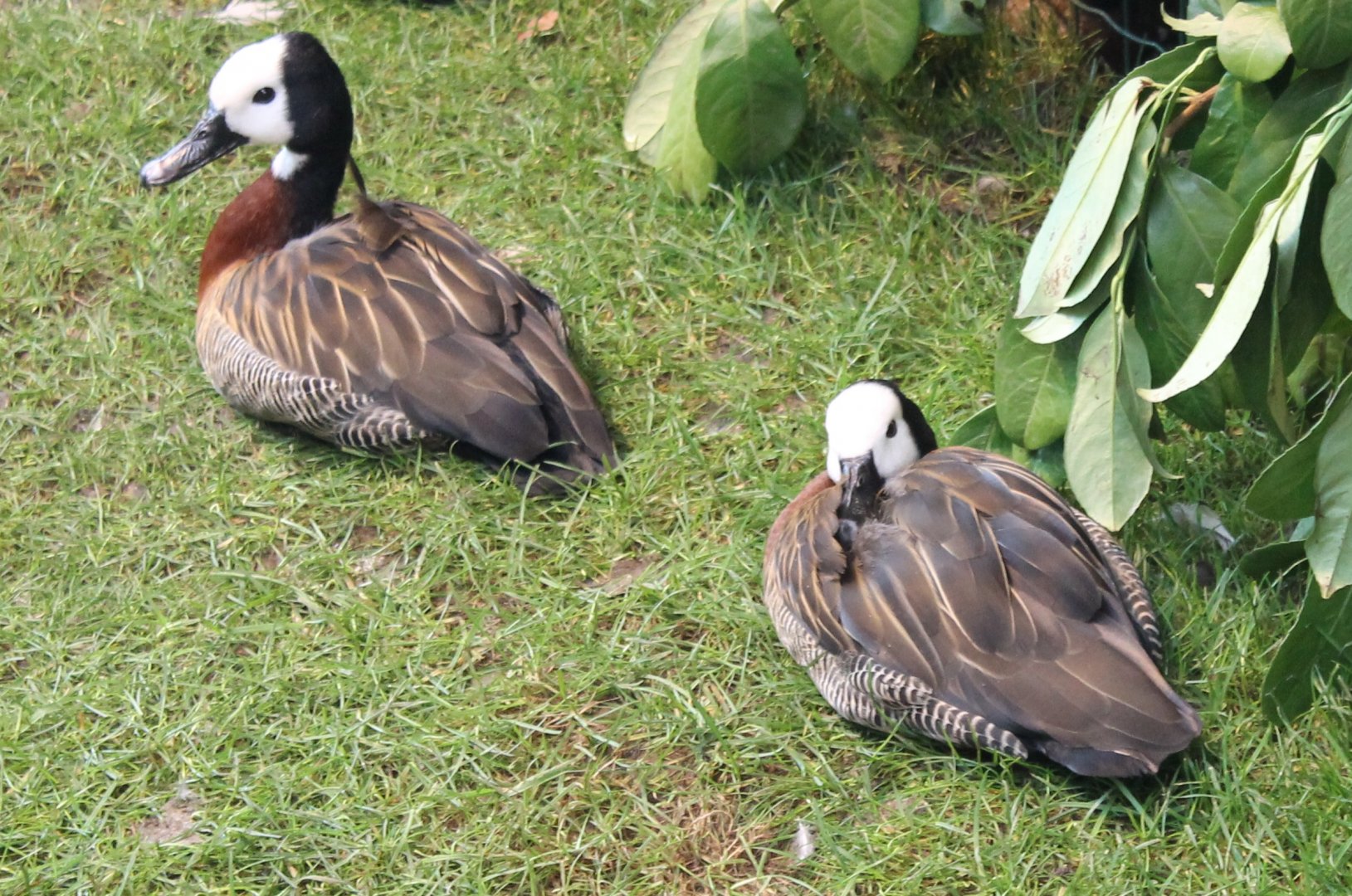 White-faced whistling ducks