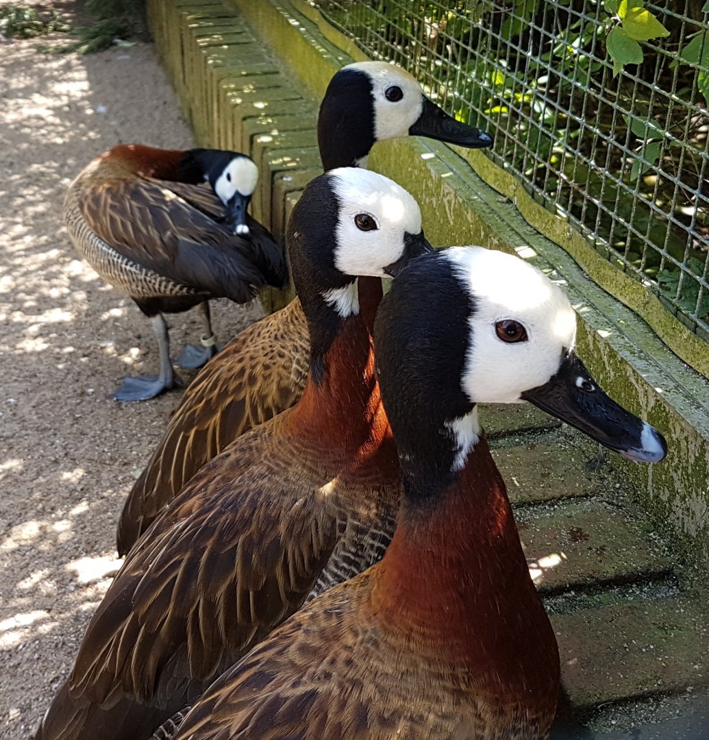 White-faced whistling ducks