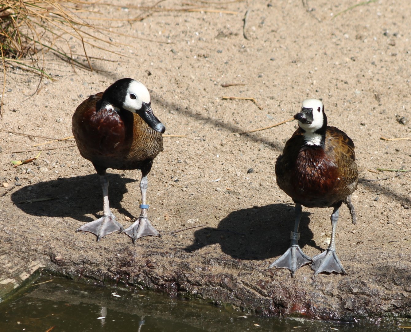 White-faced whistling ducks
