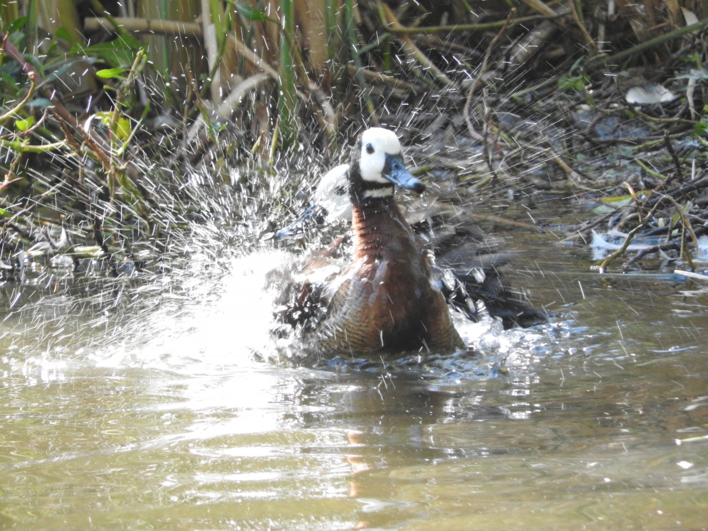 White-faced Whistling Ducks
