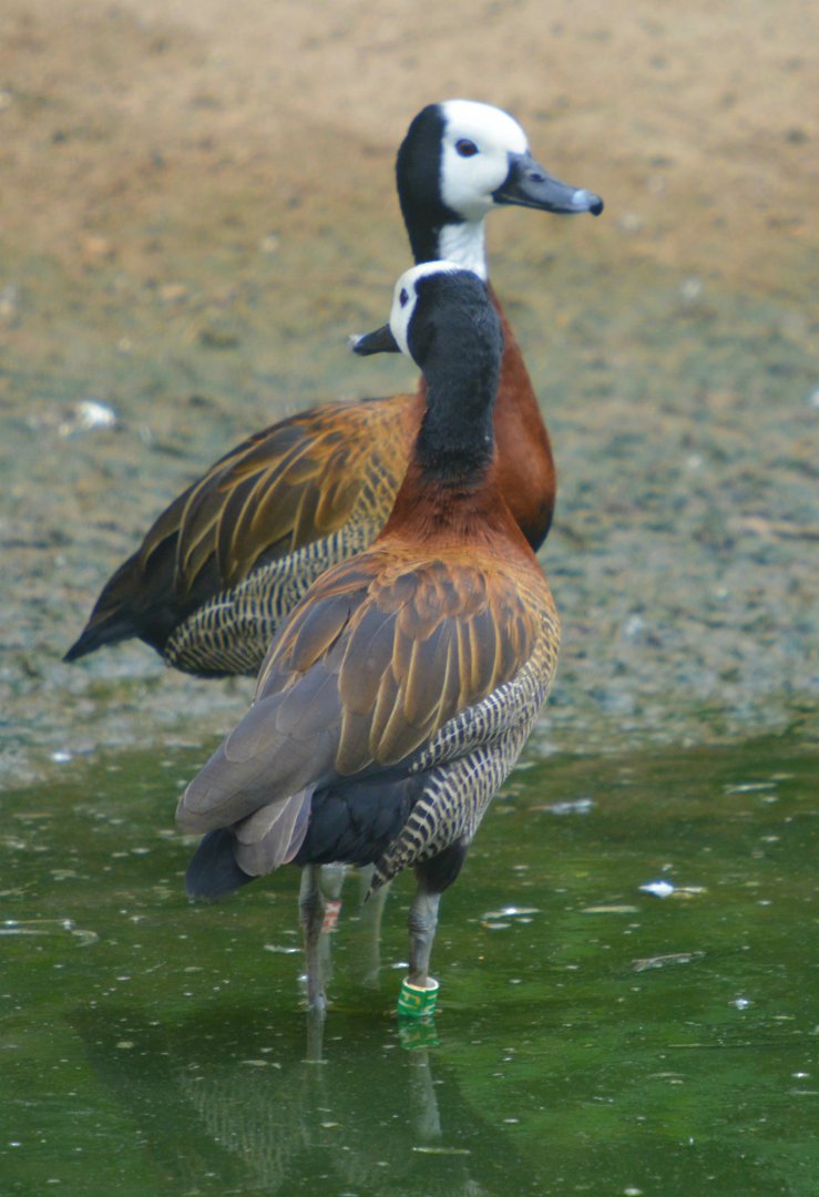 White Faced Whistling Ducks