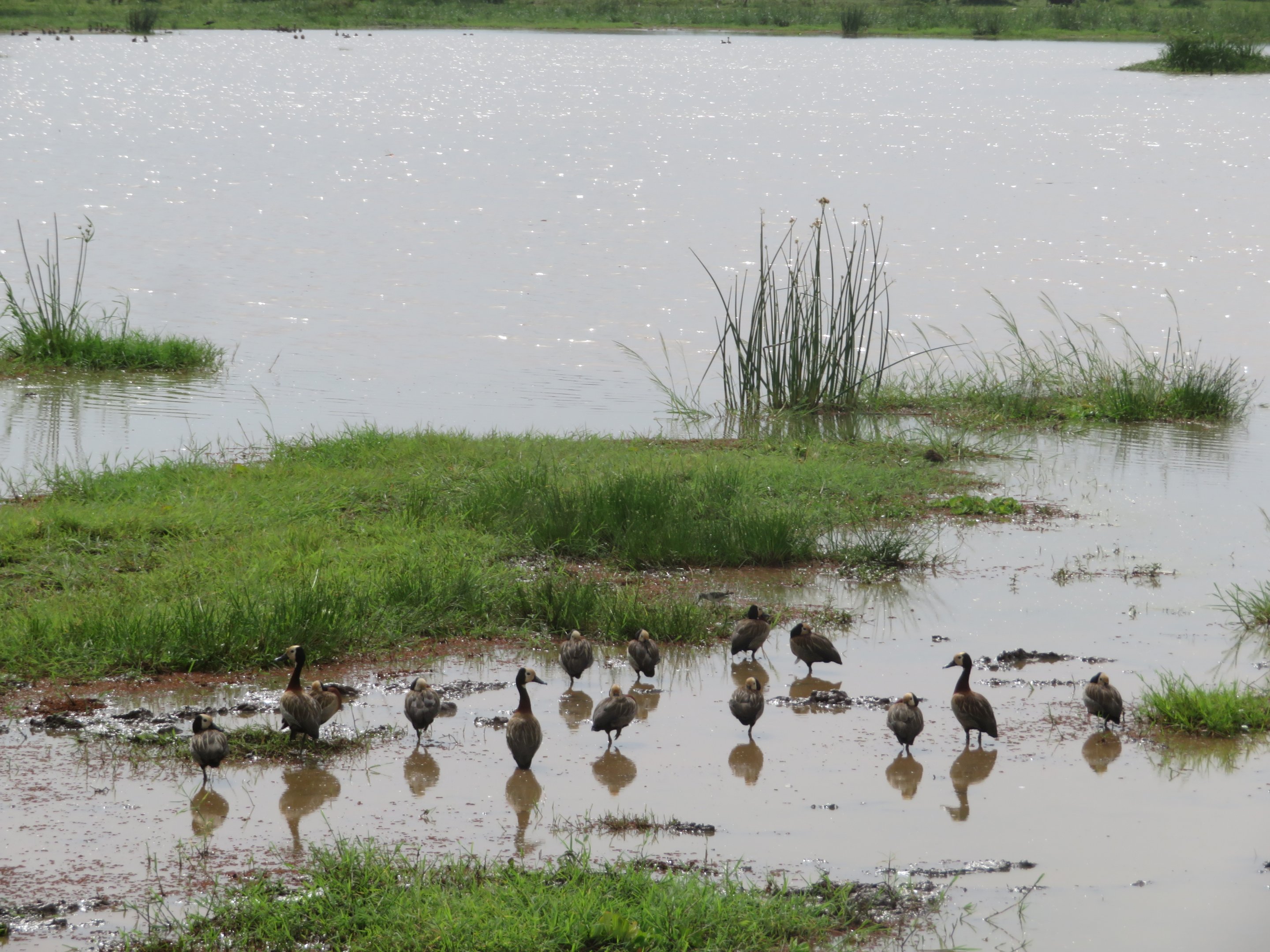 White-faced Whistling Ducks