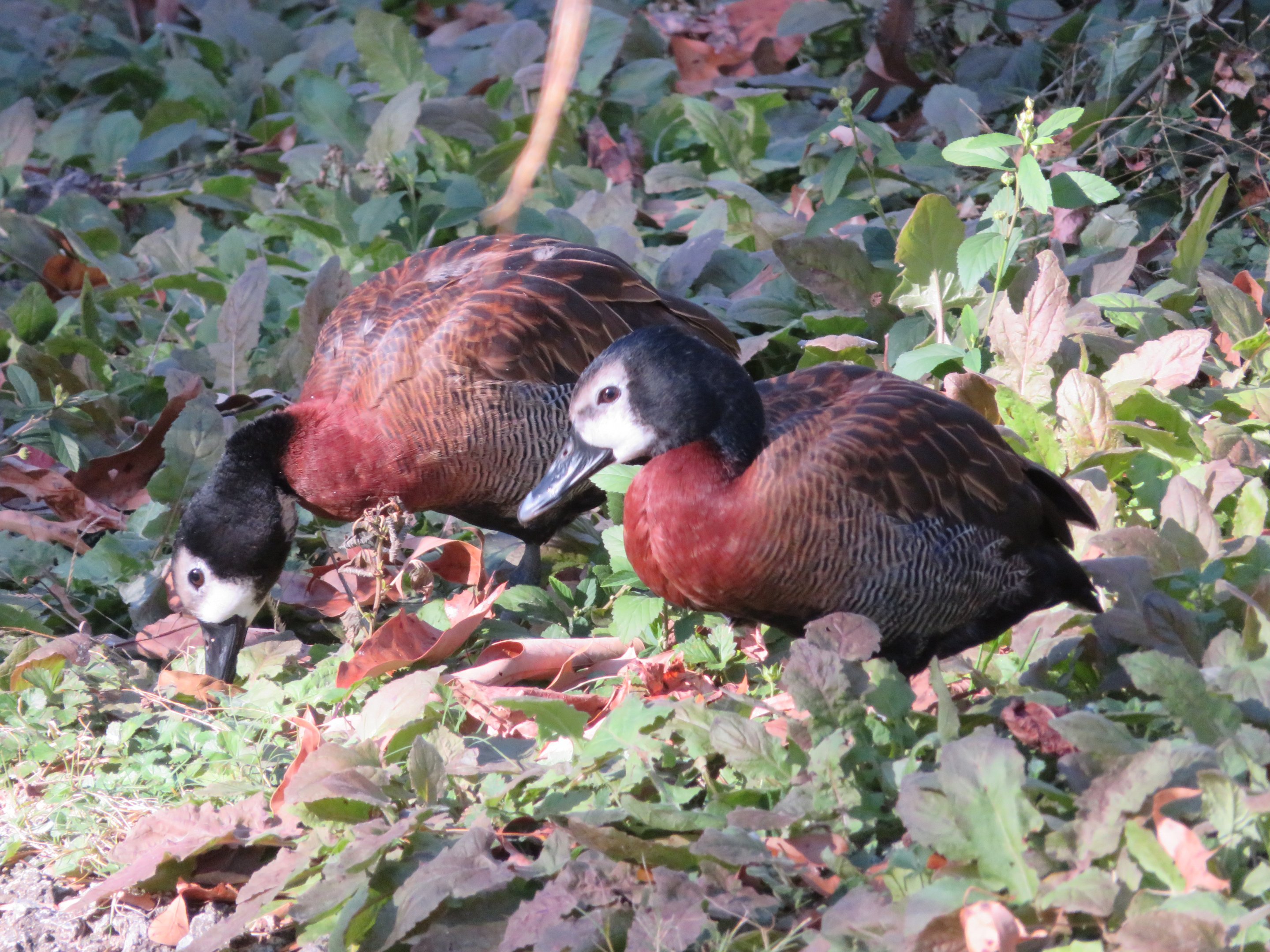 White-faced Whistling Ducks