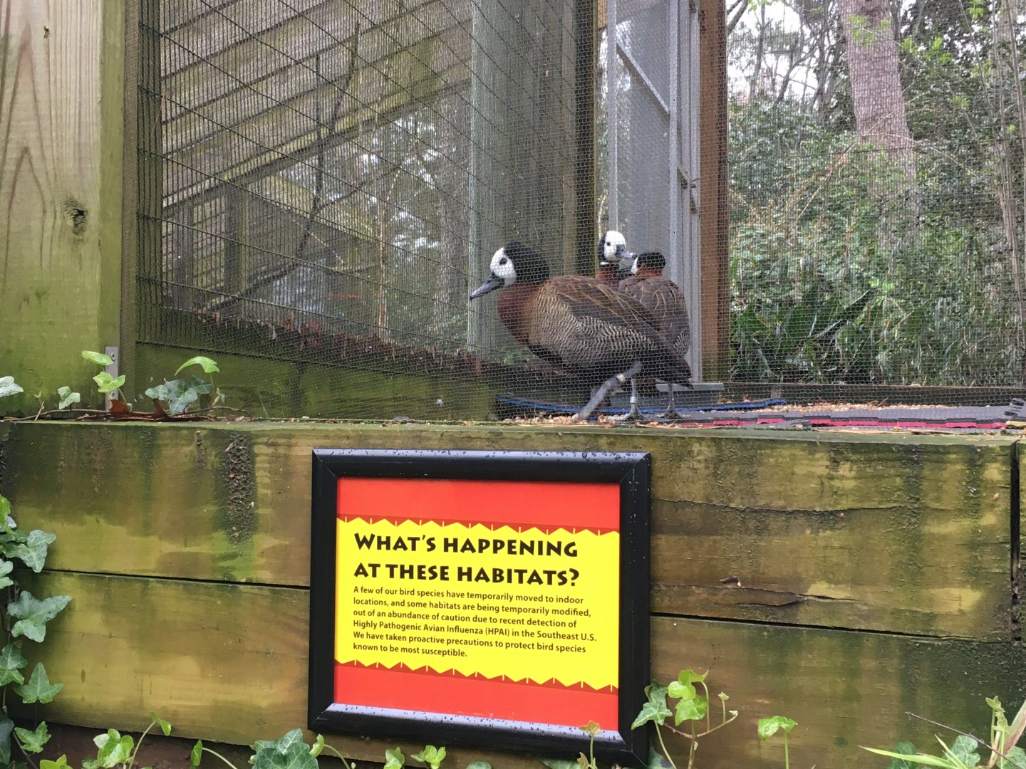 White-faced whistling ducks