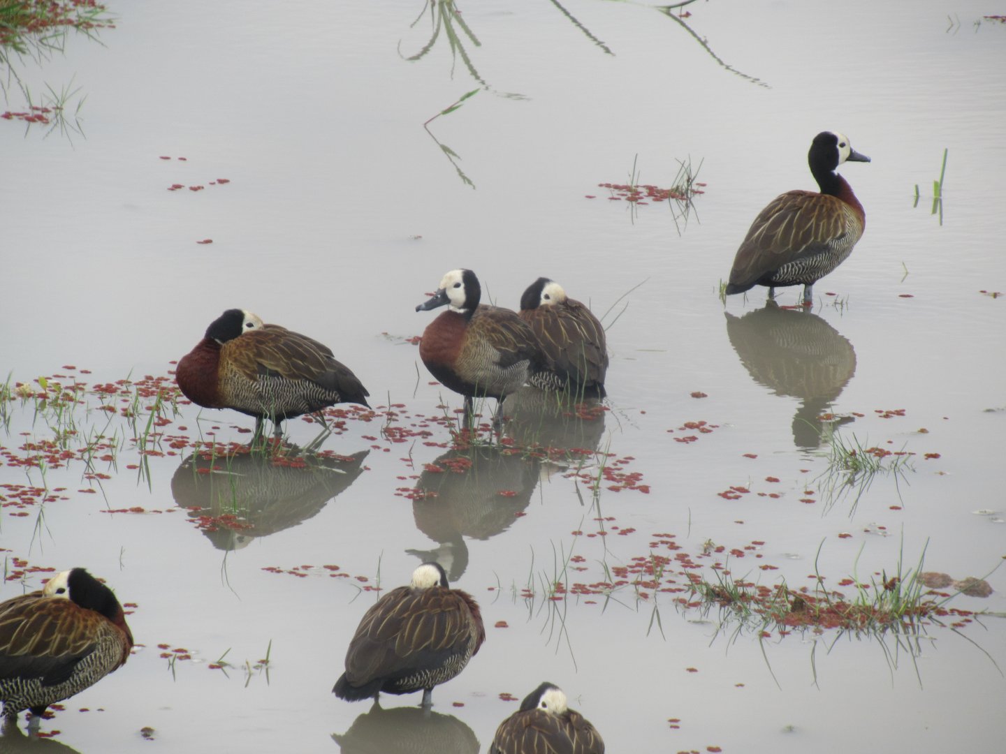 White-faced Whistling Ducks