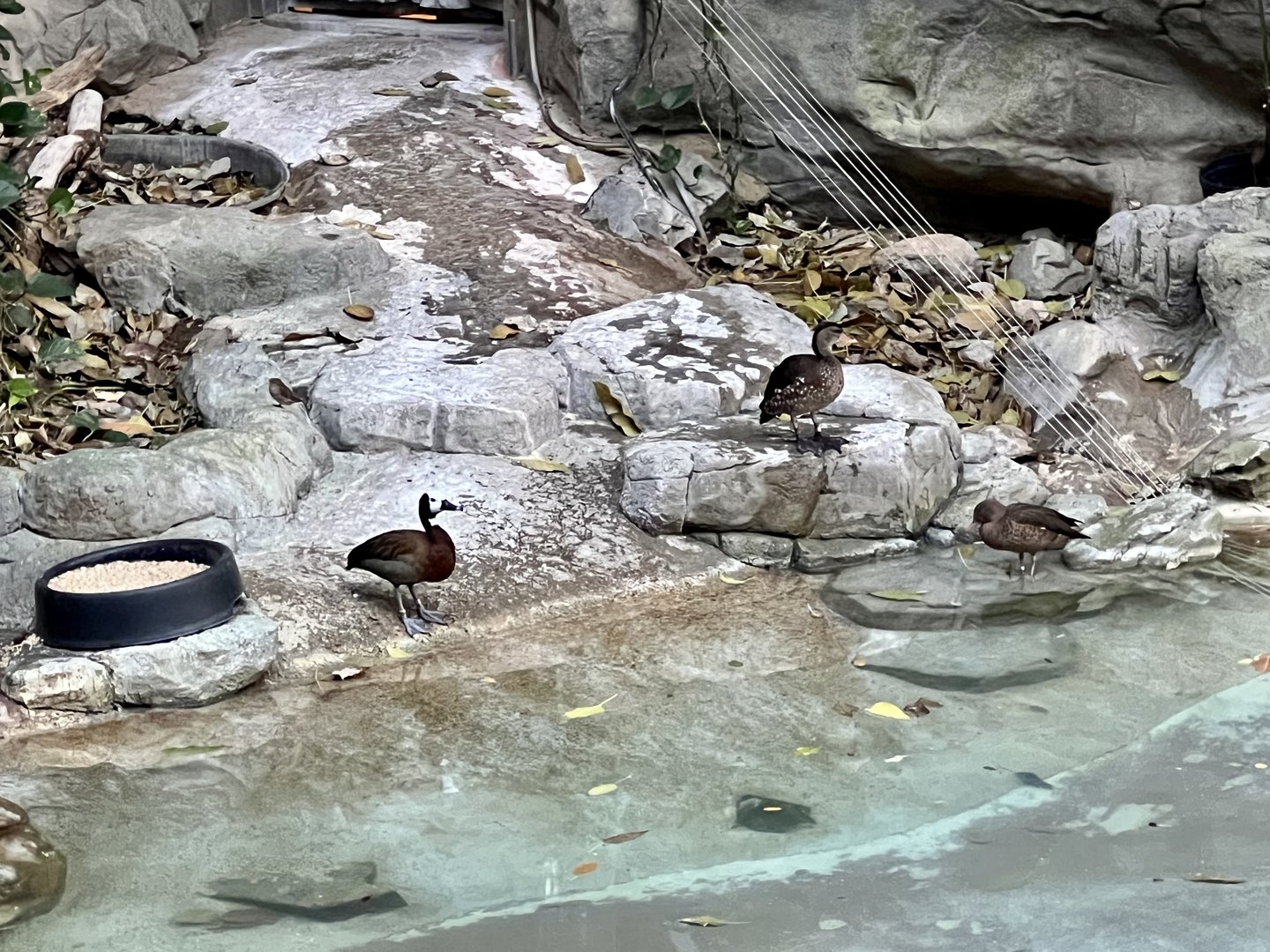 White-faced Whistling Ducks