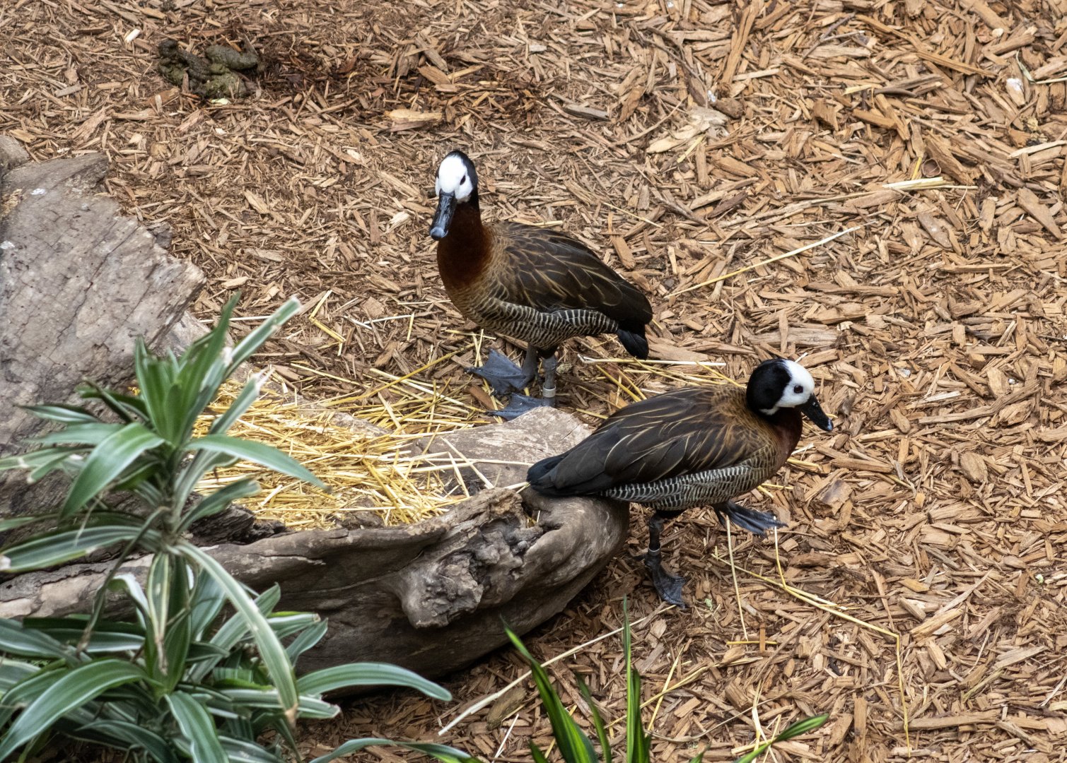 White-faced Whistling Ducks