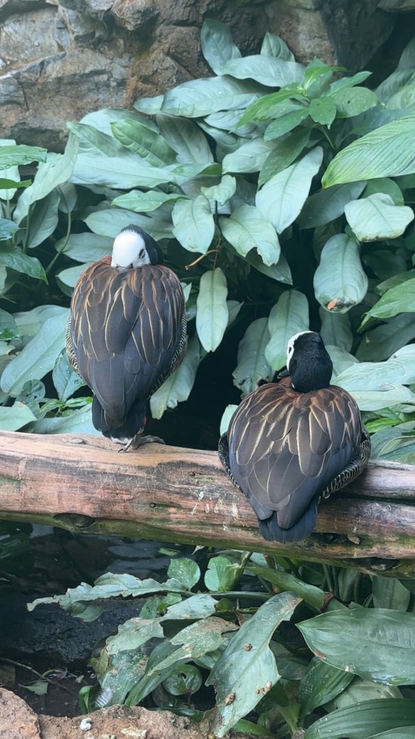 White Faced Whistling Ducks