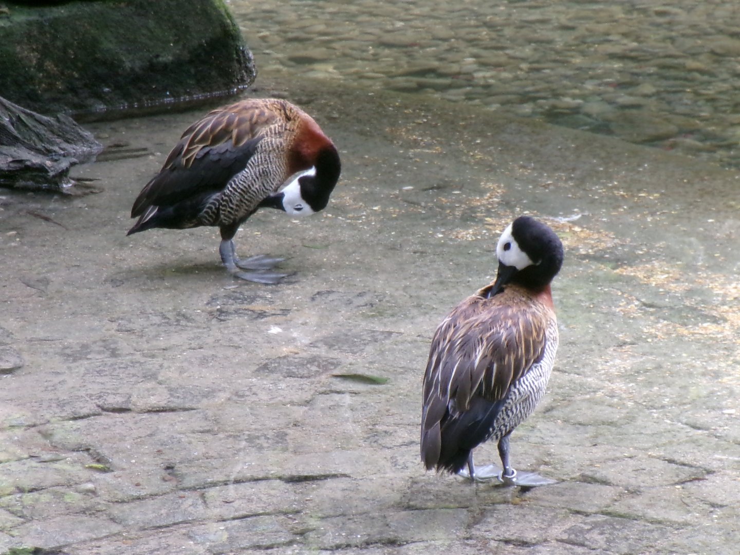 White-faced whistling ducks