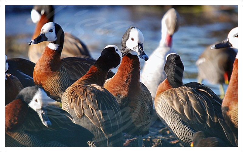 White Faced Whistling Ducks