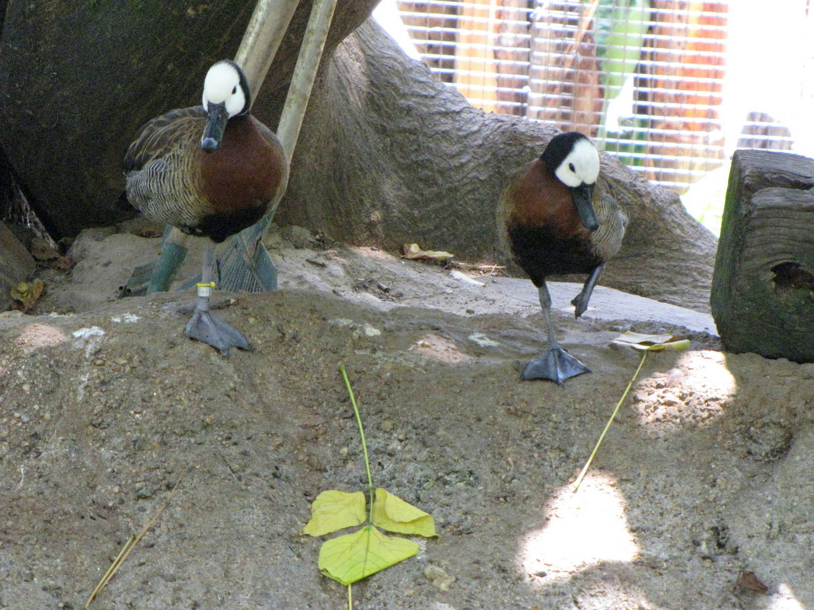 White-faced Whistling Ducks