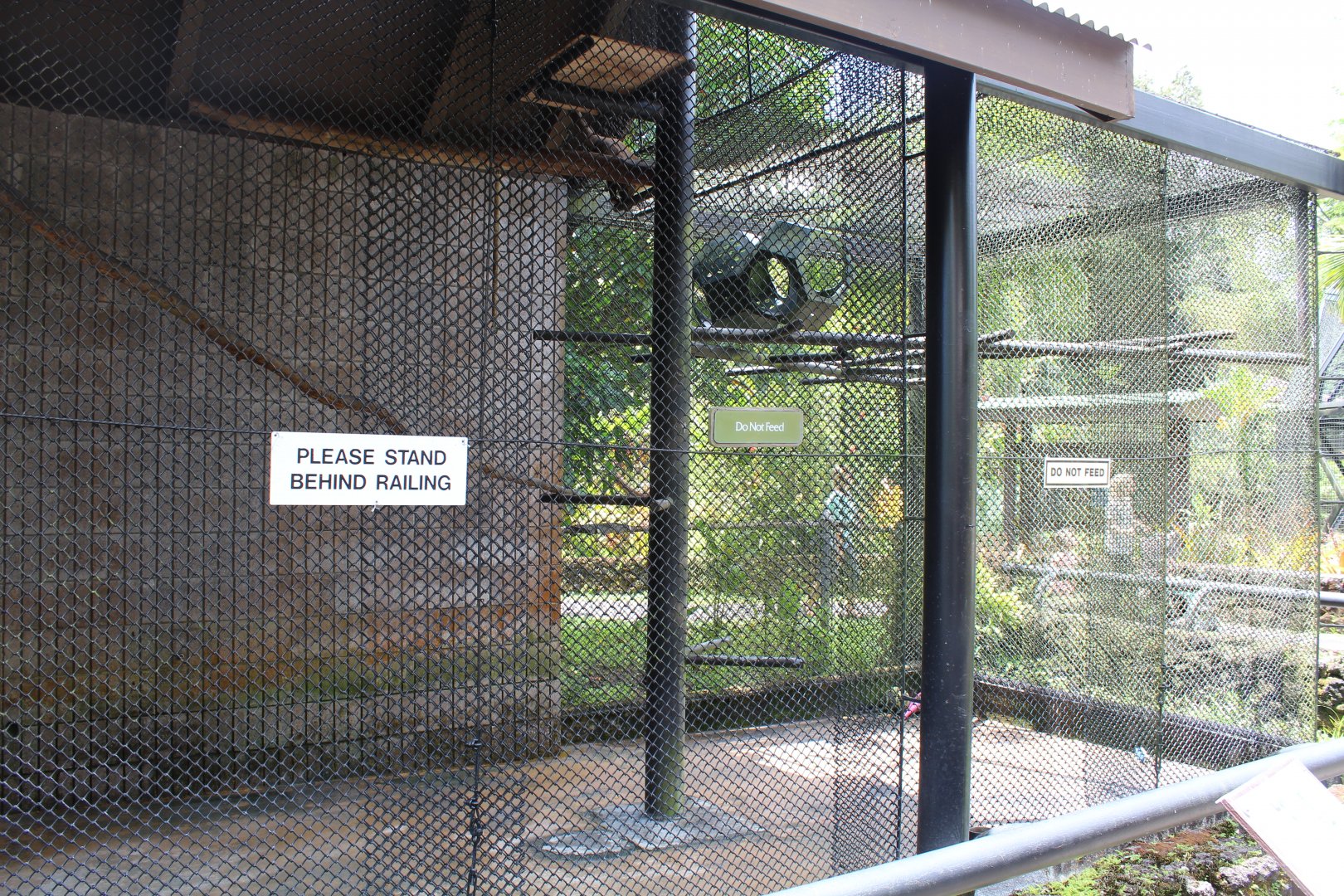 White-Faced/White-Fronted Capuchin Exhibit