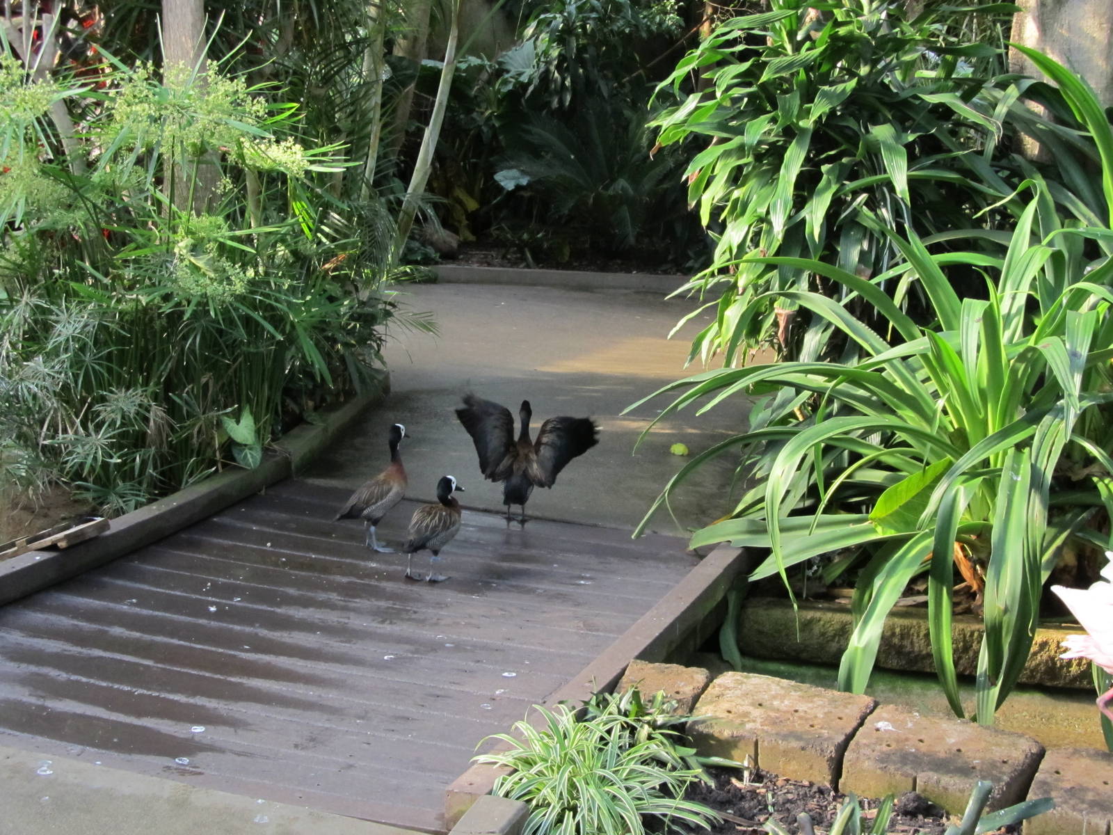 White-faced Whsitling Duck