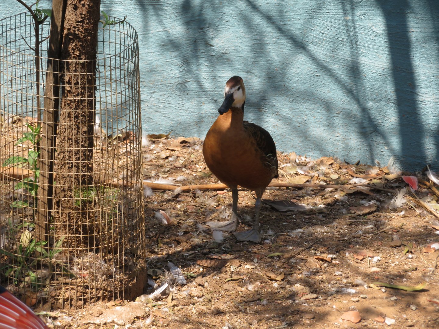 White-faced x Fulvous Whistling Duck Hybrid (Dendrocygna viduata x bicolor)