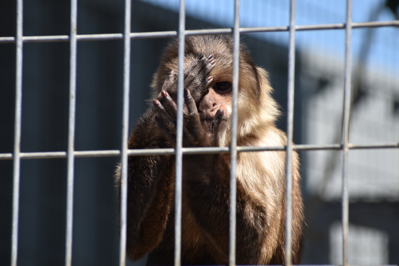 White Faced x Tufted Capuchin Hybrid