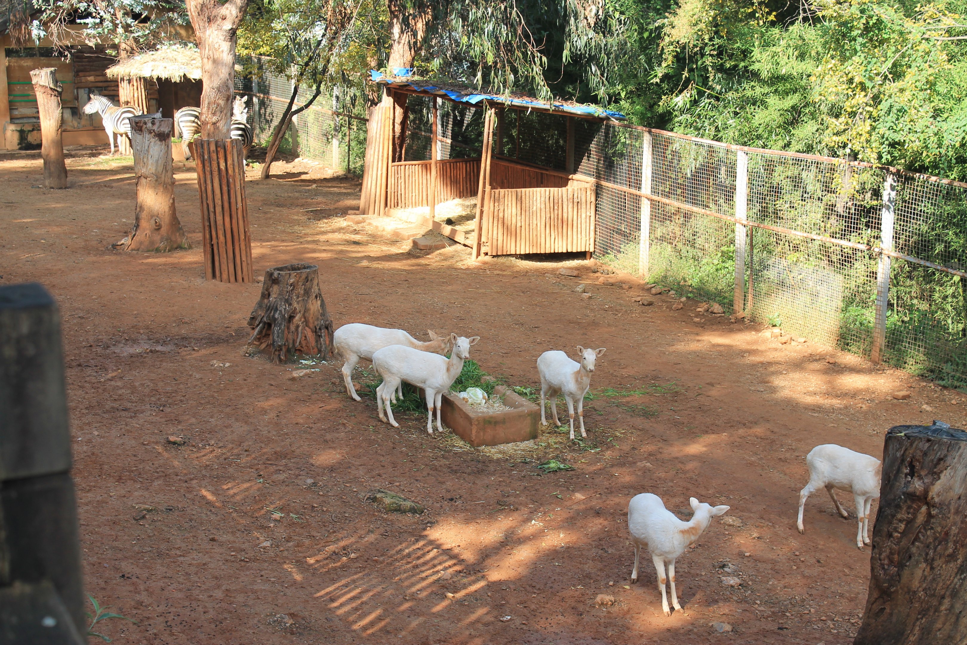 White Fallow Deer and Zebra
