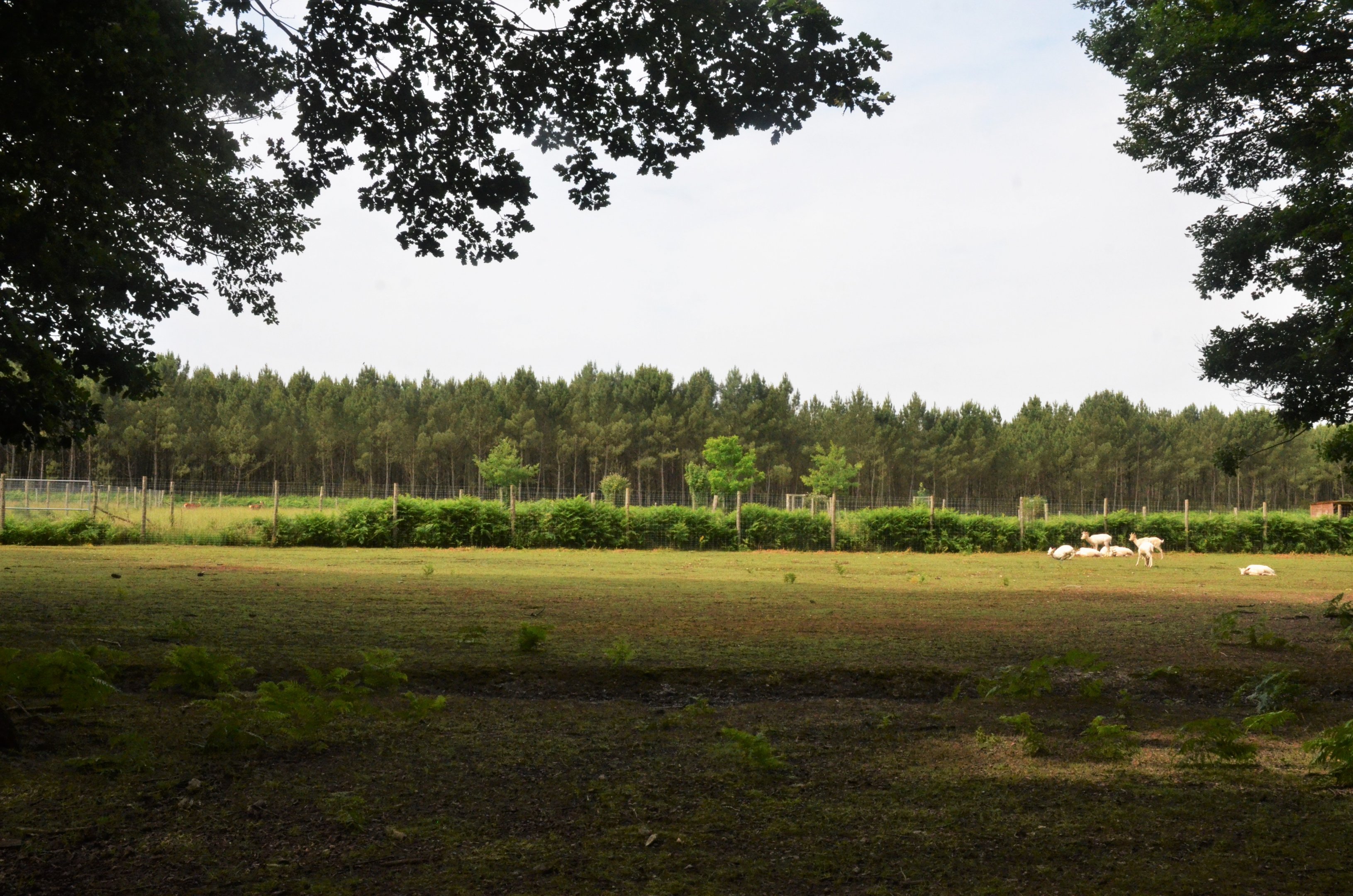 White Fallow Deer Drive-through at Haute-Touche, 14/06/18