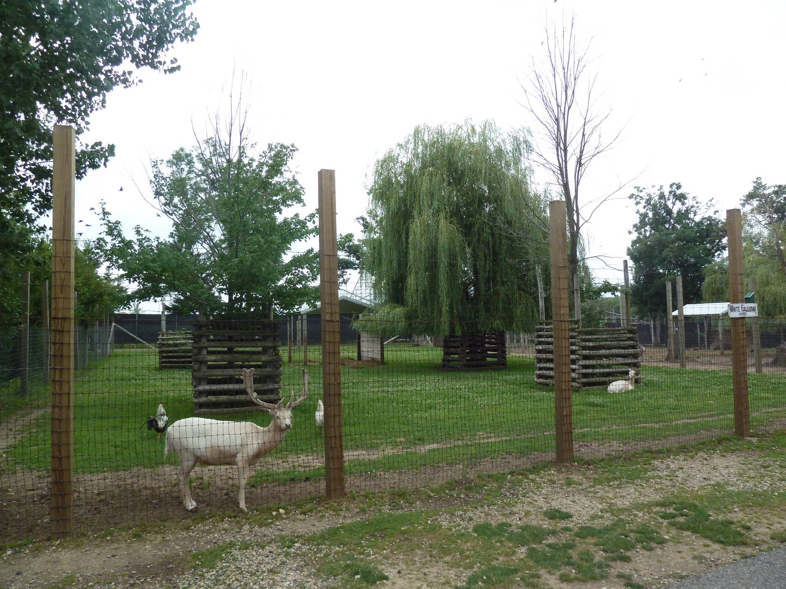 White Fallow Deer Exhibit