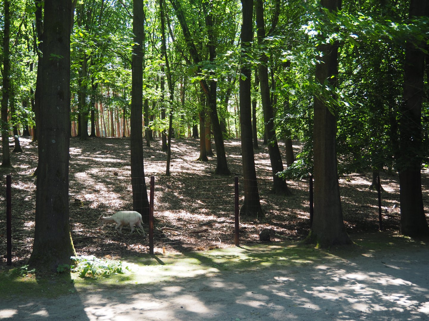 White Fallow Deer Exhibit