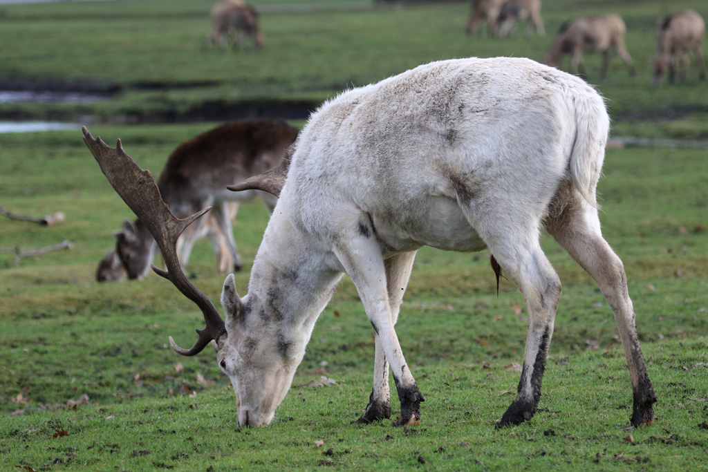 White Fallow Deer Stag at Knowsley Safari 22/12/2016