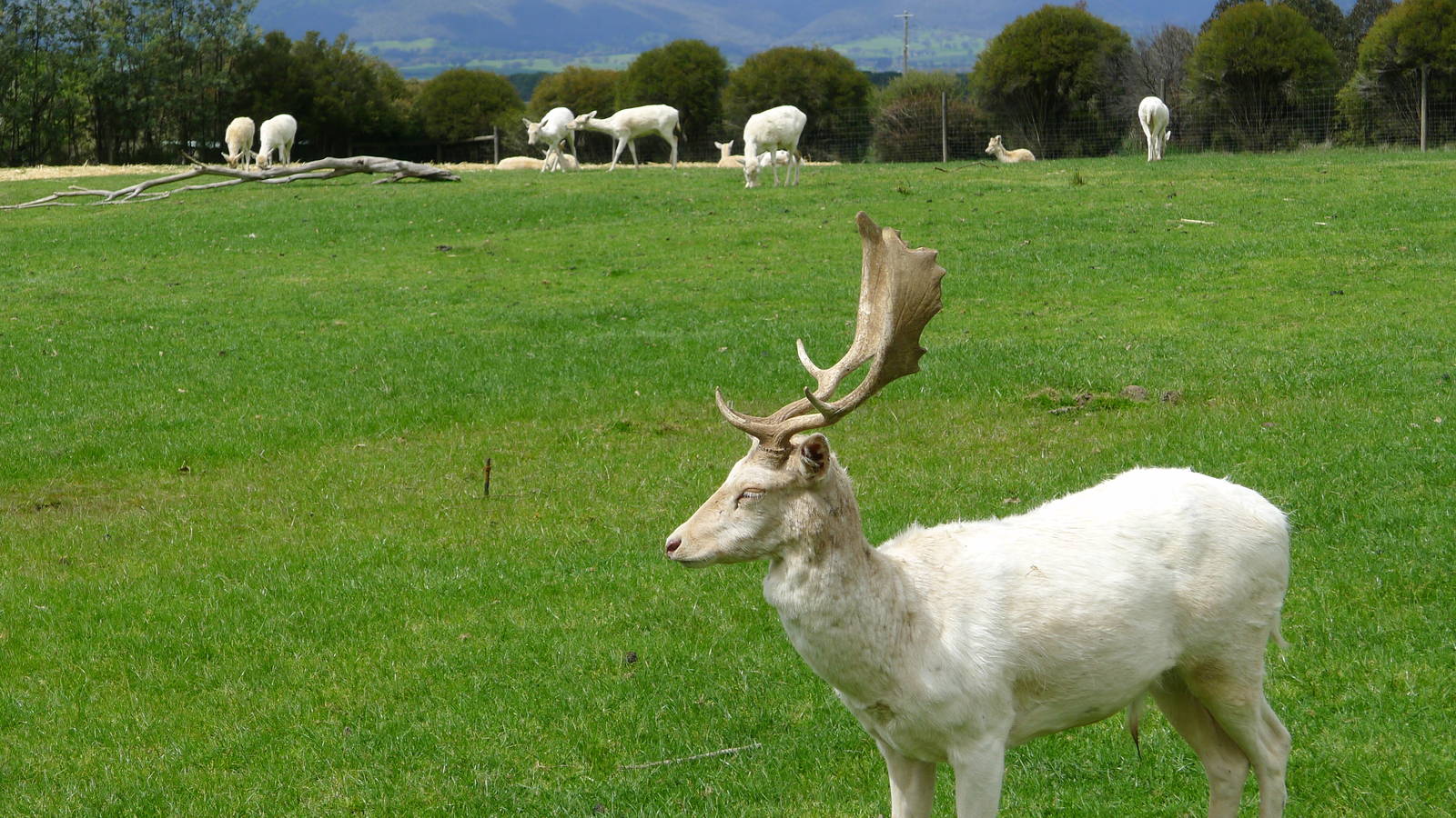 White Fallow Deer - Stag