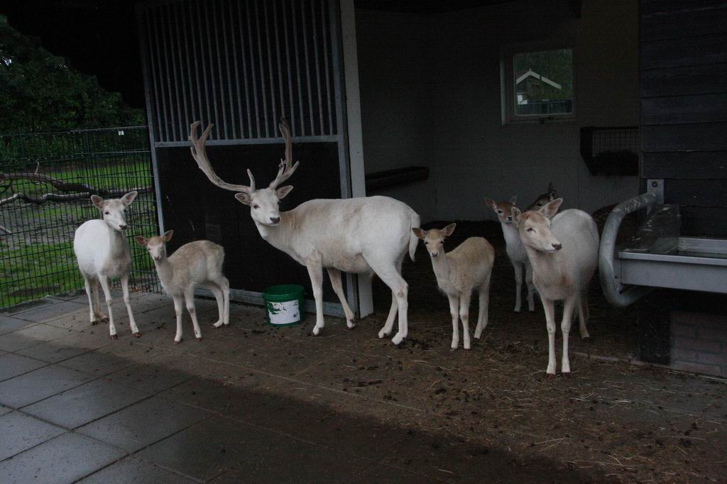White Fallow Deer