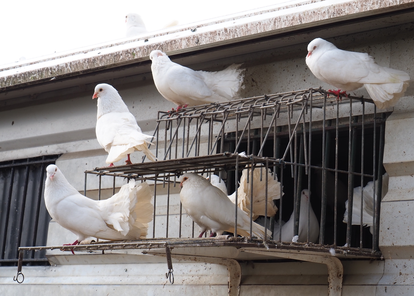 White fantail pigeons (Columba livia domestica), 2019-04-06