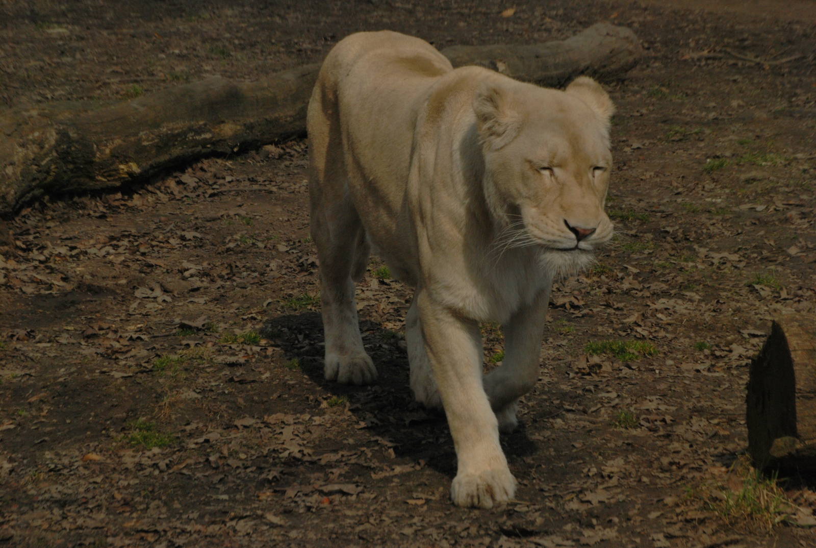 White female lion