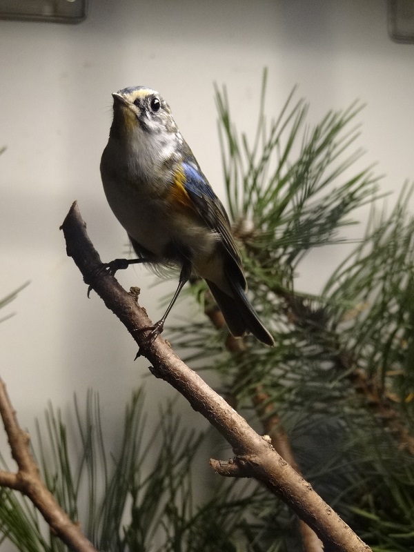 White-flanked bluetail