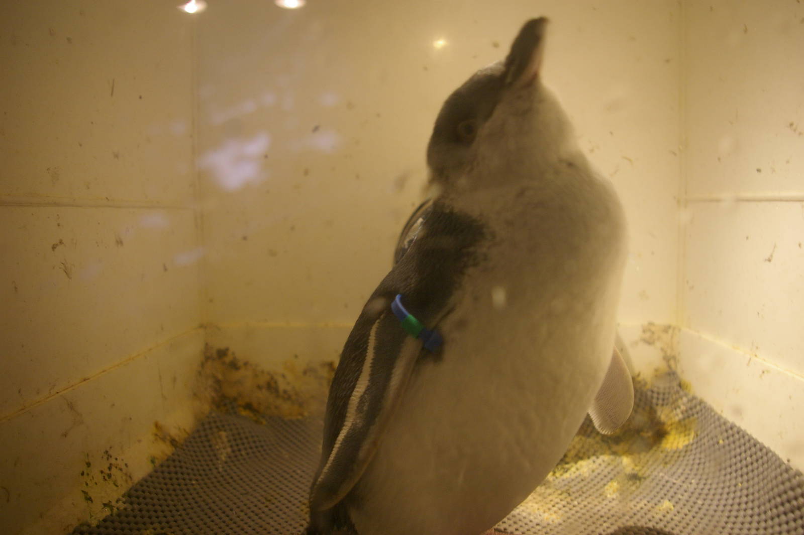 white-flippered penguin at the International Antarctic Centre