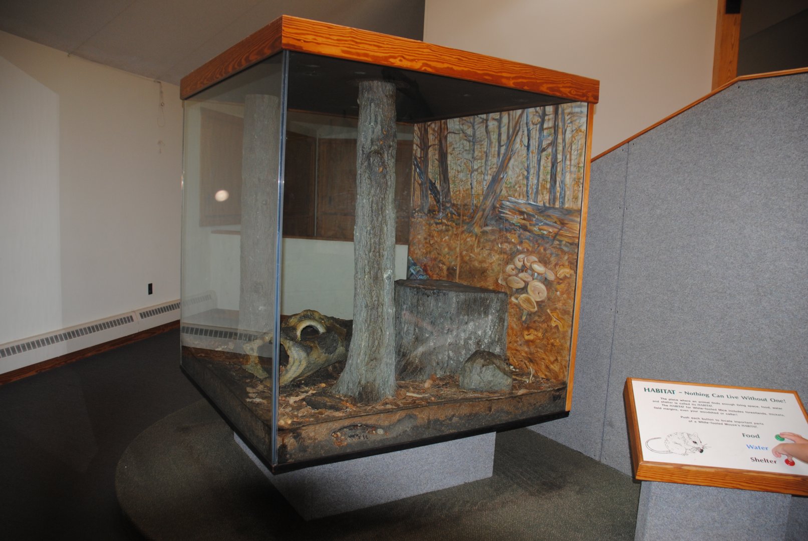 White-footed Mice terrarium (Trailhead Gallery)