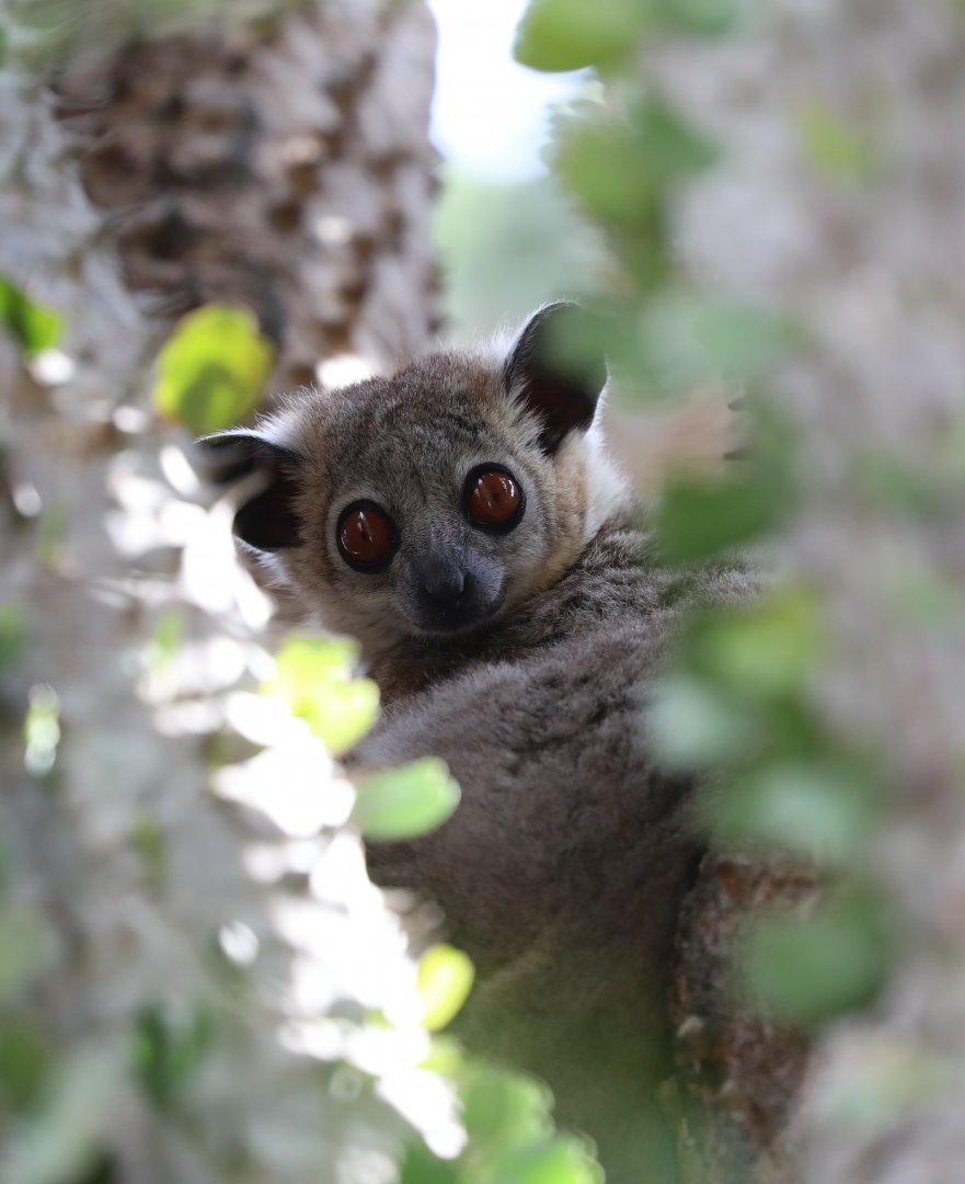White-footed Sportive Lemur (Lepilemur leucopus)