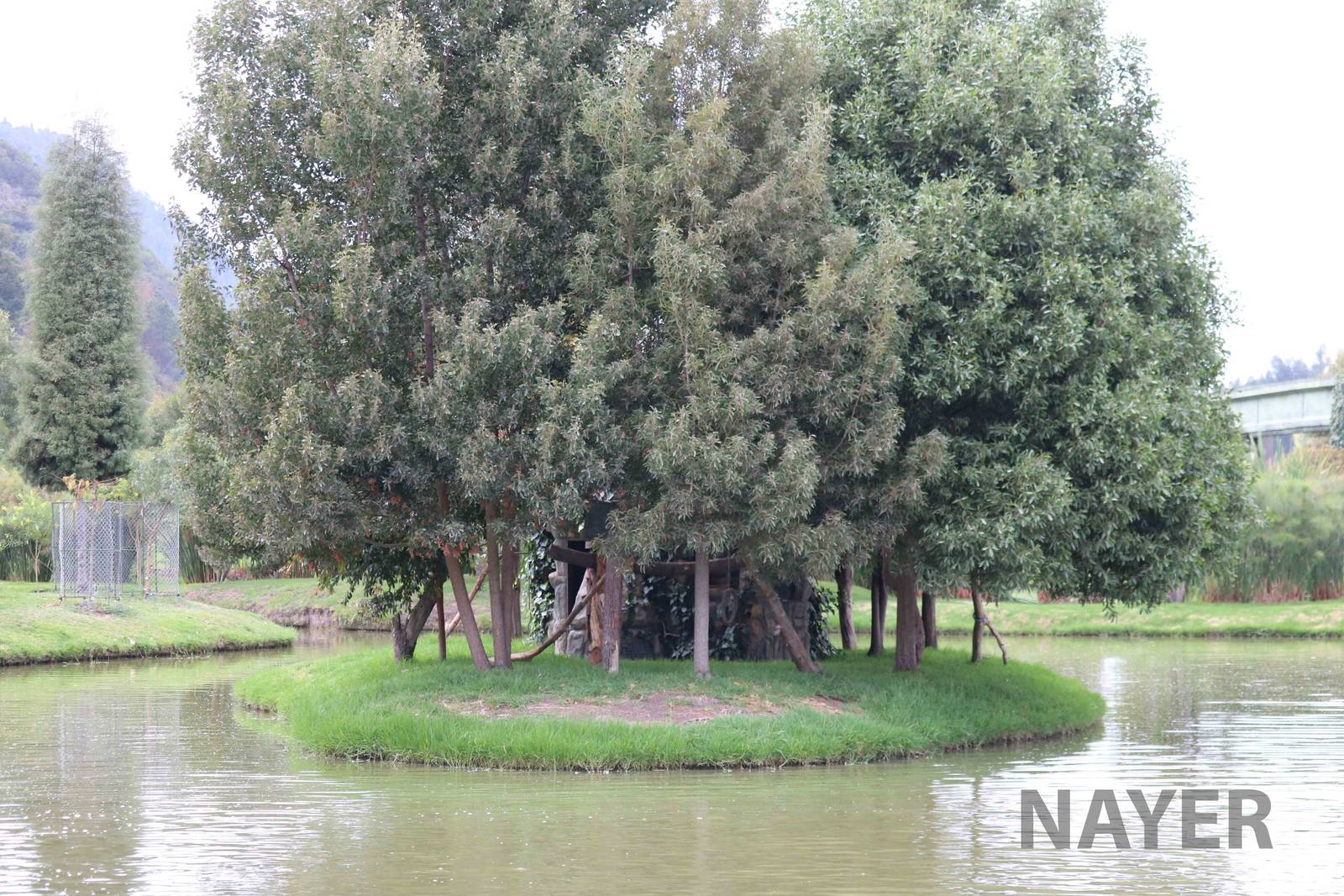 White-footed tamarin island, March 2016