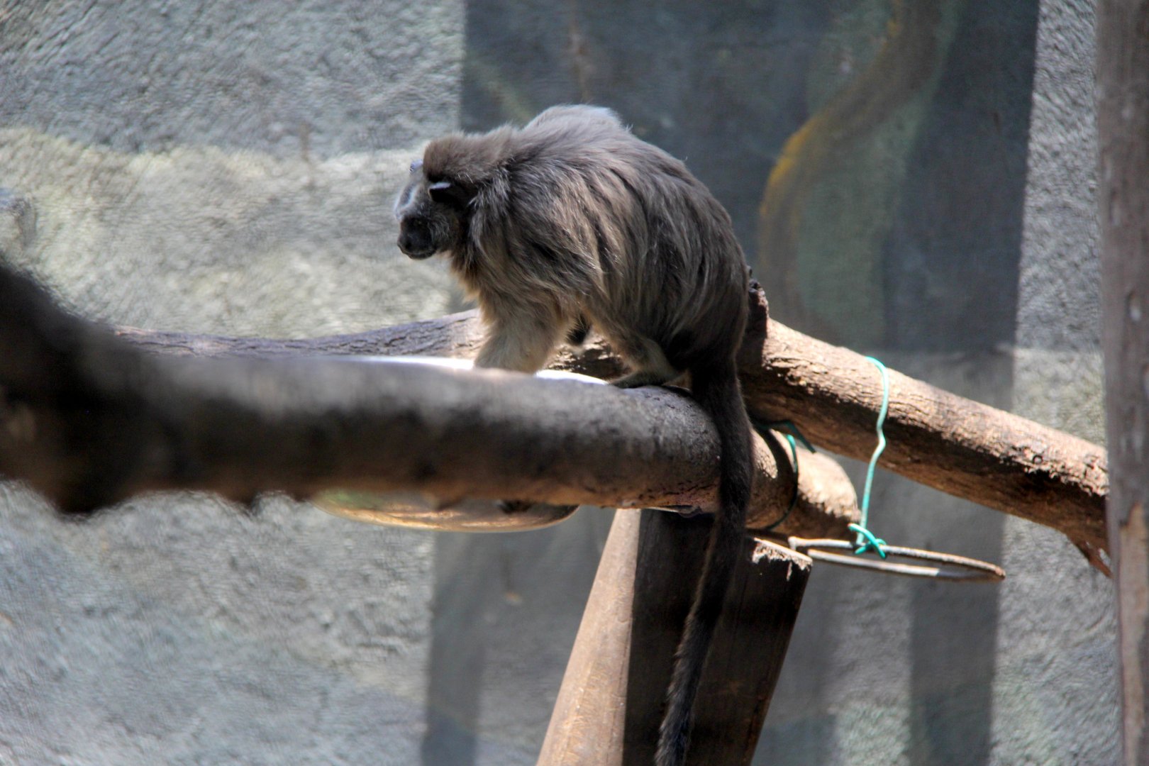 white-footed tamarin (Saguinus leucopus)